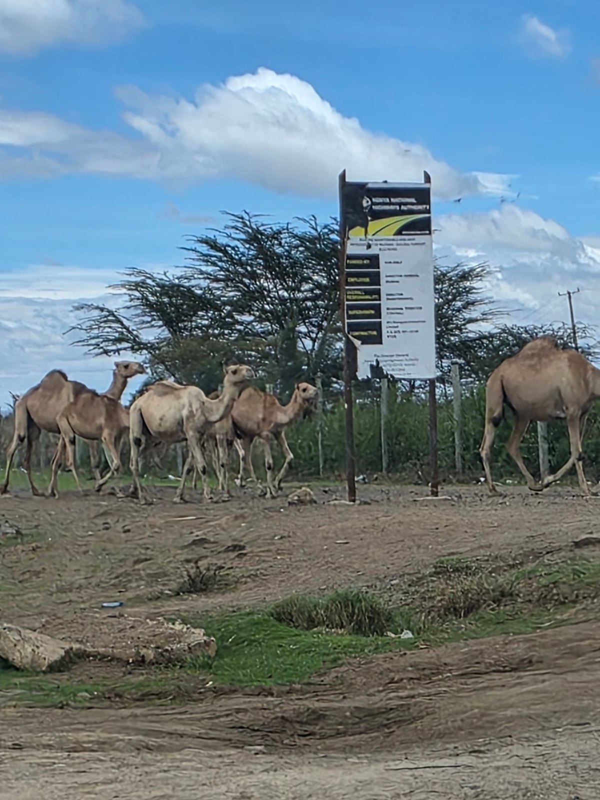 Camels along the roadside