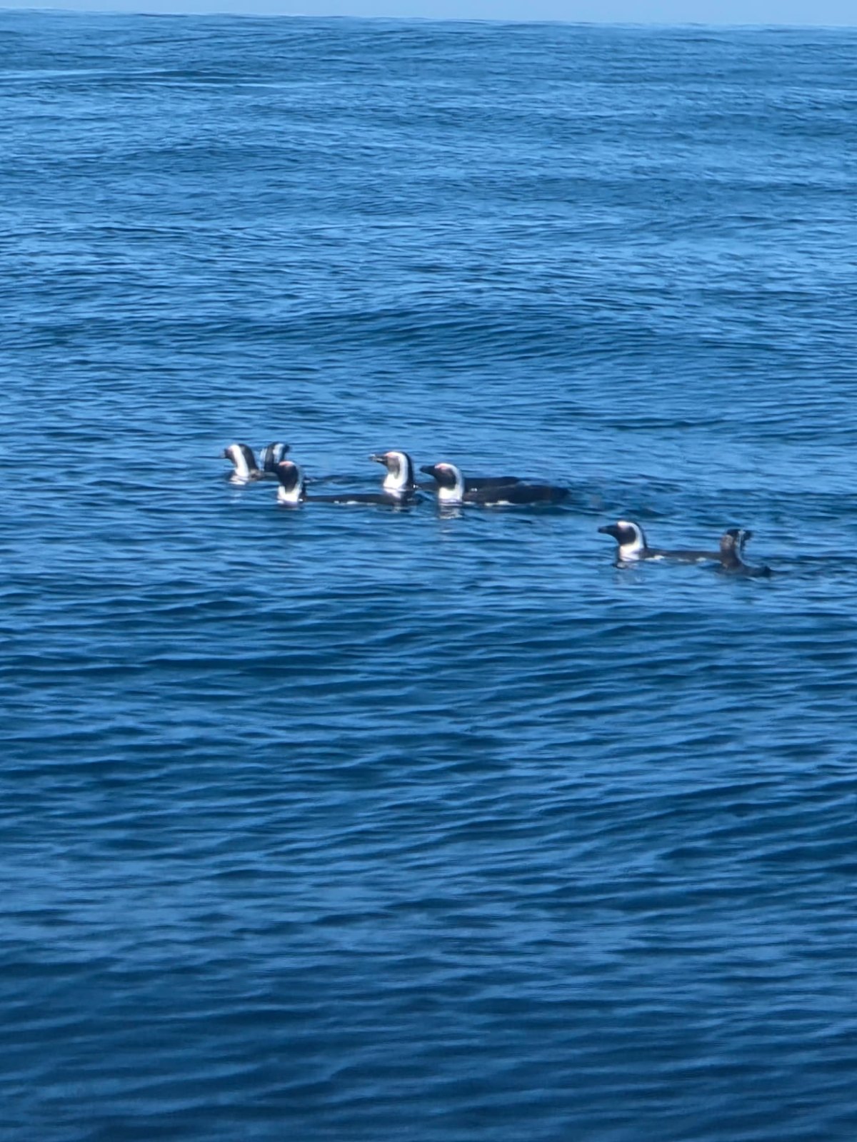 Birds on the water